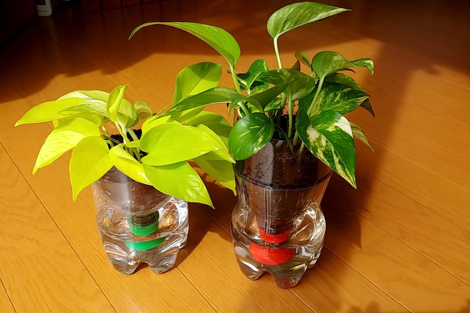 ポトスの挿し木はペットボトルが最適。観葉植物に共通で利用が可能。 四色だんご
