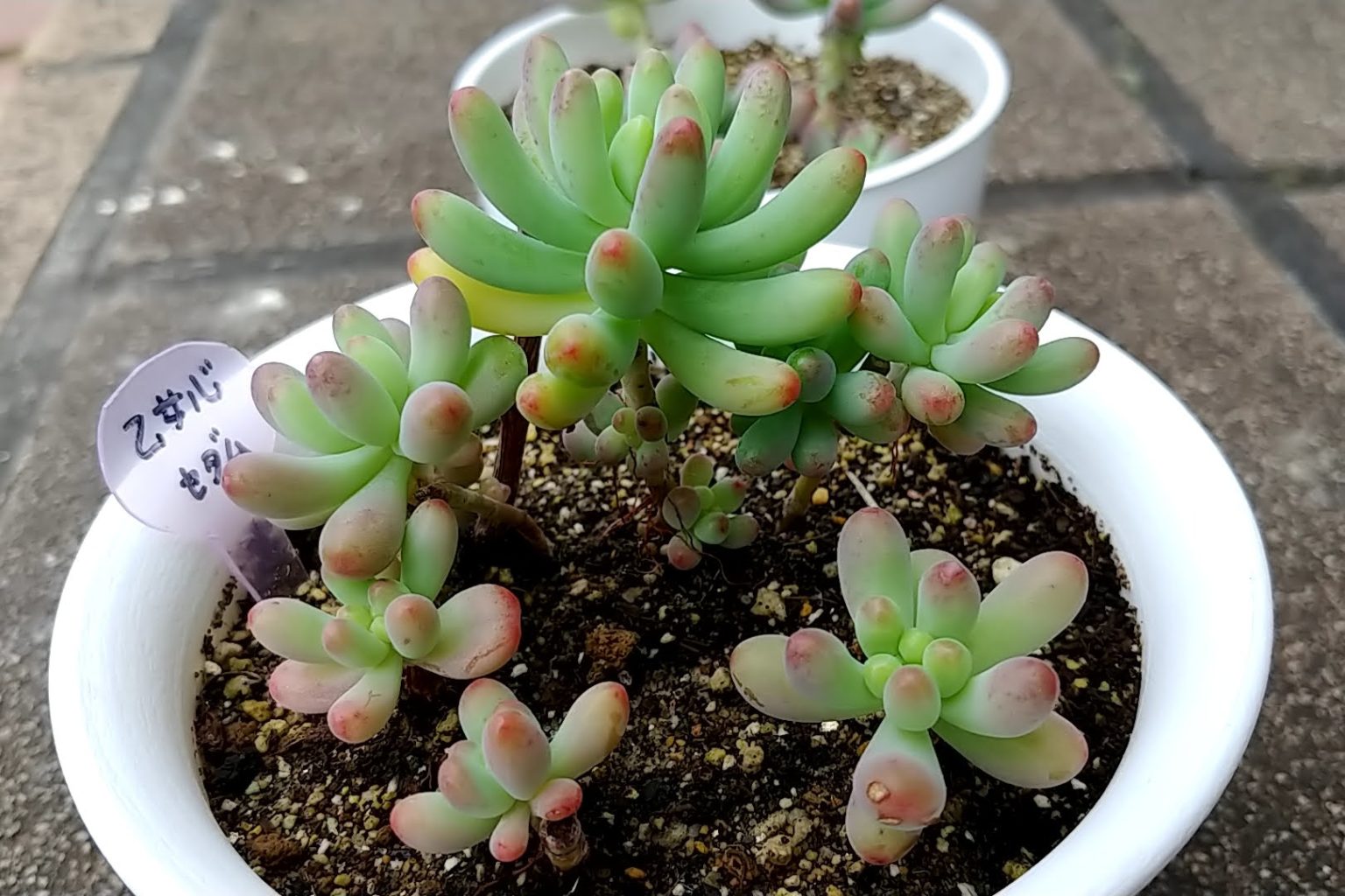 多肉植物 乙女心錦♡希少小苗 - 植物/観葉植物